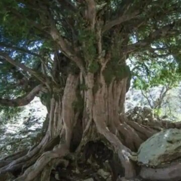 el-arbol-mas-viejo-de-europa-esta-en-andalucia-y-tiene-mas-de-2.000-anos