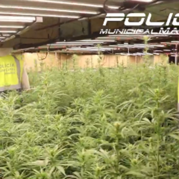 dos-detenidos-tras-localizar-una-plantacion-de-marihuana-en-un-edificio-de-oficinas-de-carabanchel