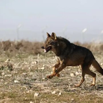 el-congreso-da-el-primer-paso-para-recuperar-la-caza-del-lobo-al-norte-del-duero