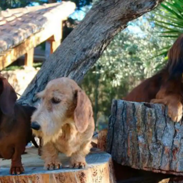 un-perro-salchicha-arranca-un-trozo-de-mejilla-a-una-mujer:-«mi-vida-ya-no-volvera-a-ser-la-misma»