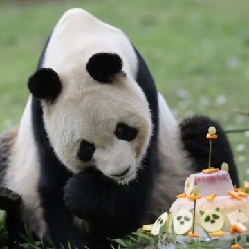 china-enviara-a-espana-una-nueva-pareja-de-pandas-el-proximo-29-de-abril