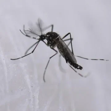 Un farmacéutico explica porqué los mosquitos pican a unas personas más que a otras