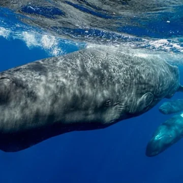 Descubren que los cachalotes tienen un lenguaje complejo, «similar al humano»