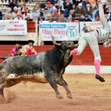 Román, «fuertemente» cogido en Vic-Fezensac: «Tiene una cornada con boquete de entrada y salida en el muslo»