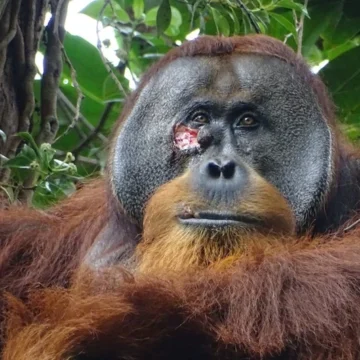 Observan por primera vez a un orangután curando sus heridas con plantas medicinales