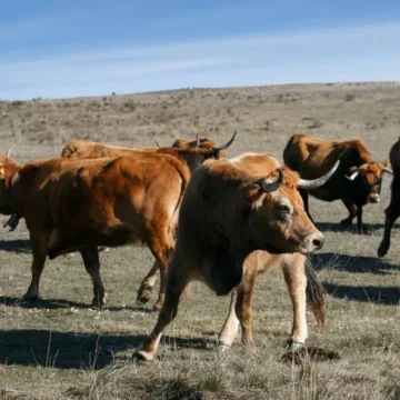 Dos peregrinos del Camino de Santiago heridos, uno de gravedad, al ser embestidos por una vaca