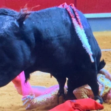 Dura cogida de Gonzalo Caballero en Alba de Tormes