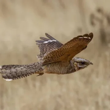 Descubren por qué algunas aves migratorias llegan con dedos amputados a España