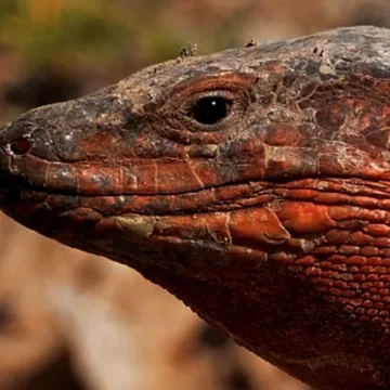 El lagarto gigante de Gran Canaria, al borde de la extinción por culpa de una culebra de California