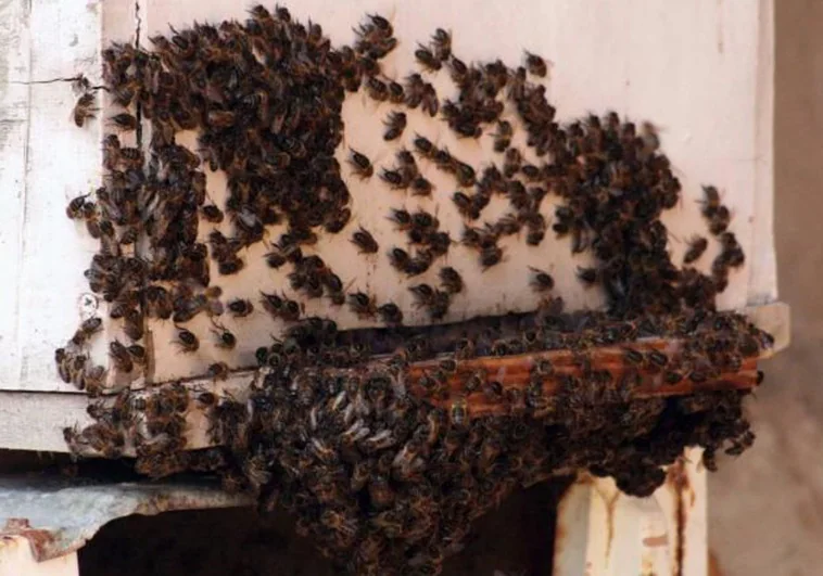 Miles de abejas invaden la casa de una mujer en Cataluña y la administración le niega su retirada: «Vivo una película de terror»