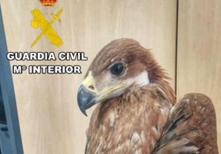 Encuentran en una finca de Vilches un águila imperial ibérica, especie en peligro de extinción Encuentran en una finca de Vilches un águila imperial ibérica, especie en peligro de extinción