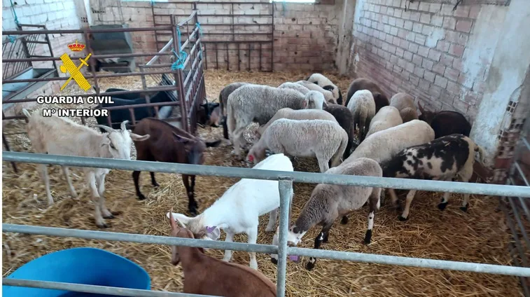 Dos ganaderos desobedecen a la Guardia Civil al vender 174 corderos intervenidos por el Seprona Dos ganaderos desobedecen a la Guardia Civil al vender 174 corderos intervenidos por el Seprona