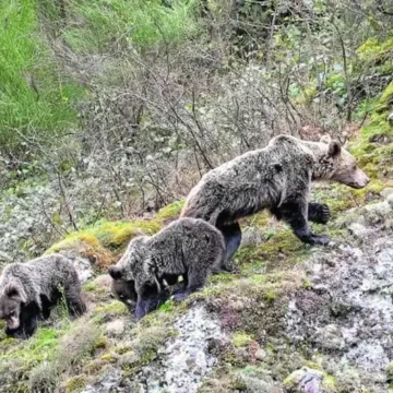 Muere una joven tras ser atacada por un oso que la arrastró a un barranco de difícil acceso en Rumania