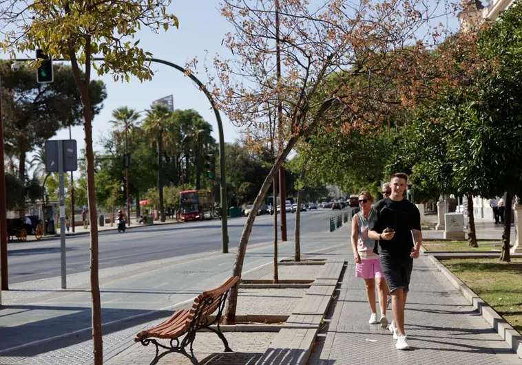 El Ayuntamiento de Sevilla desautoriza el Paseo Colón para la procesión magna del 8 de diciembre