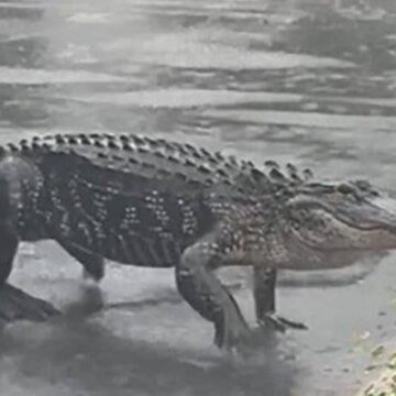 Caimanes en los patios traseros de las casas de Estados Unidos tras el paso de la tormenta ‘Debby’