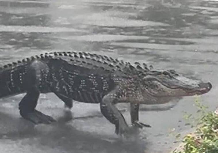 Caimanes en los patios traseros de las casas de Estados Unidos tras el paso de la tormenta ‘Debby’