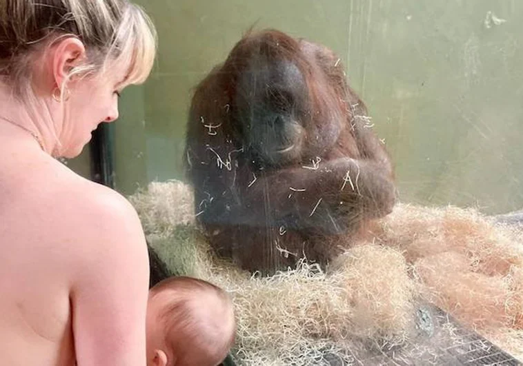 Treinta mujeres enseñan cómo dar el pecho a una orangután en un zoo