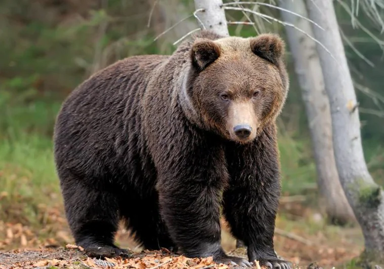 El ministro de Medio Ambiente italiano critica la muerte de un oso que atacó a un turista francés: «No es la solución»