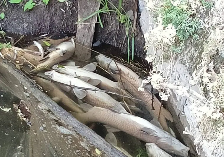 Investigan la aparición de centenares de peces muertos en el río Arlanzón, en Burgos