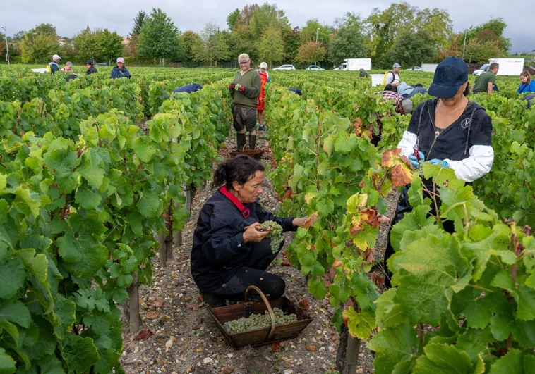 Los españoles que viajan a Francia para la vendimia: «Vamos allí porque se cobra el doble»