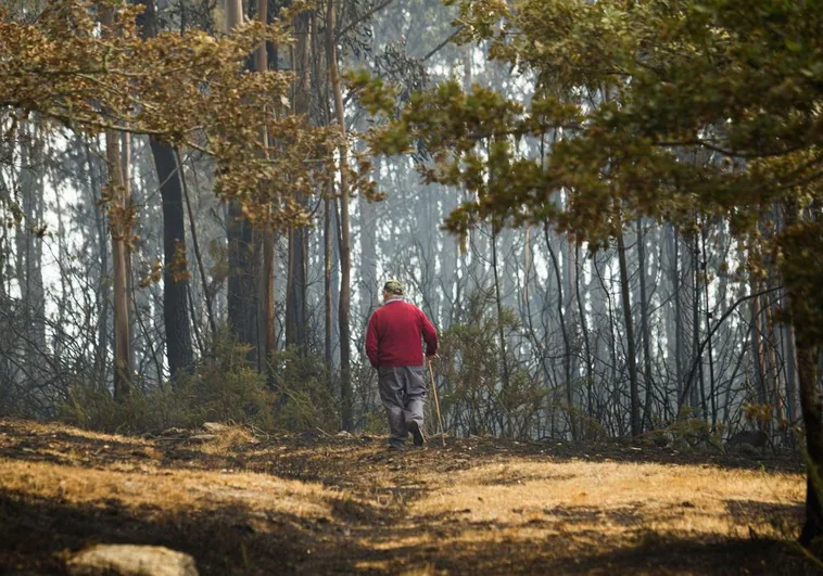 El fuego da un respiro a España en 2024: desciende un 45% la tierra quemada y es el segundo mejor año de la última década