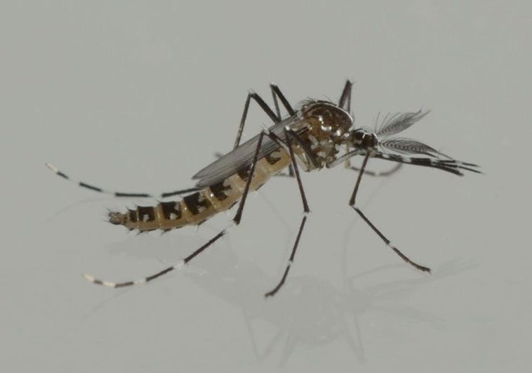 El motivo por el que sueltan miles de mosquitos cada semana para acabar con su plaga El motivo por el que sueltan miles de mosquitos cada semana para acabar con su plaga