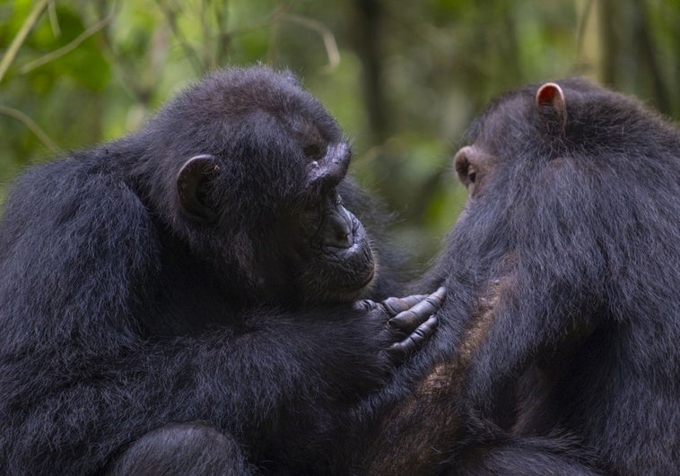 Los chimpancés hacen curas con hojas y se limpian tras el sexo y después de defecar Los chimpancés hacen curas con hojas y se limpian tras el sexo y después de defecar