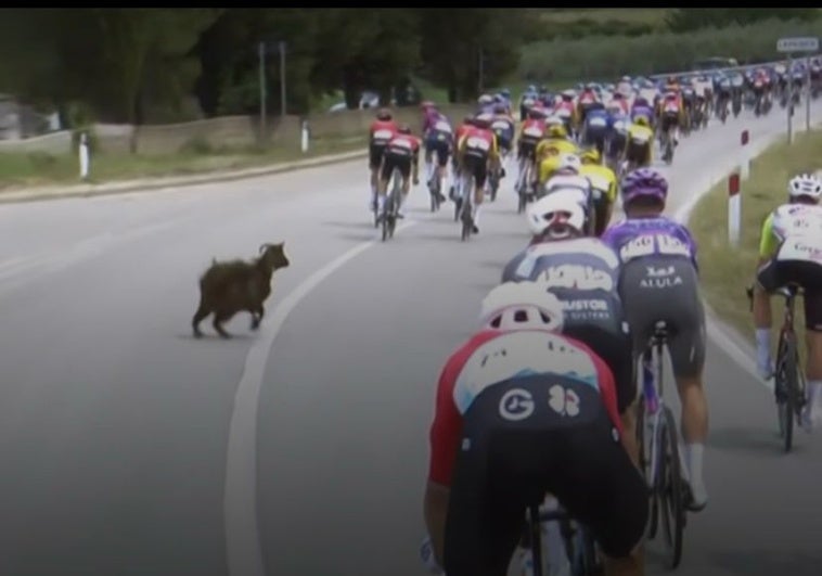 Una cabra irrumpe por sorpresa en el Giro de Italia y pone a prueba la destreza de los ciclistas Una cabra irrumpe por sorpresa en el Giro de Italia y pone a prueba la destreza de los ciclistas