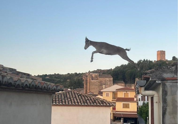 Las 'cabras voladoras' toman Jérica: así saltan por los tejados y causan desperfectos en el pueblo Las ‘cabras voladoras’ toman Jérica: así saltan por los tejados y causan desperfectos en el pueblo