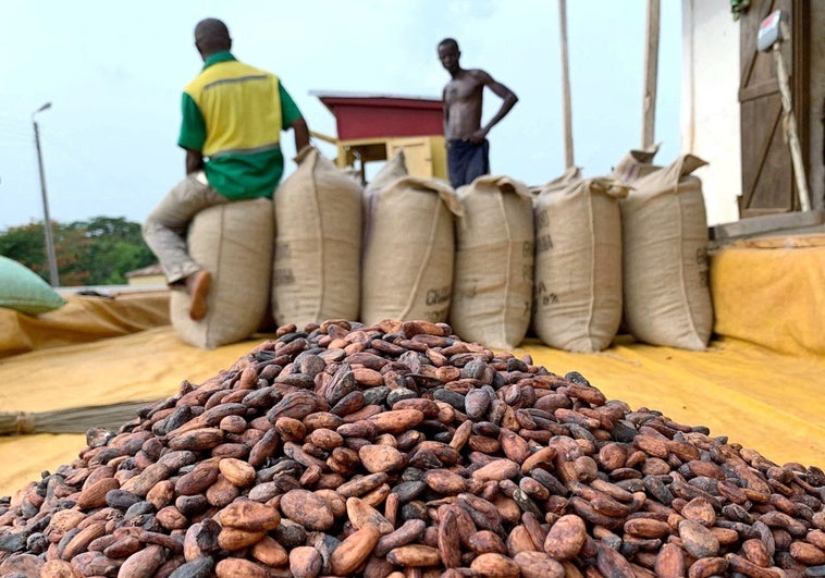 Europa enfrenta un futuro sin arroz ni chocolate: la pérdida de biodiversidad amenaza los alimentos básicos Europa enfrenta un futuro sin arroz ni chocolate: la pérdida de biodiversidad amenaza los alimentos básicos