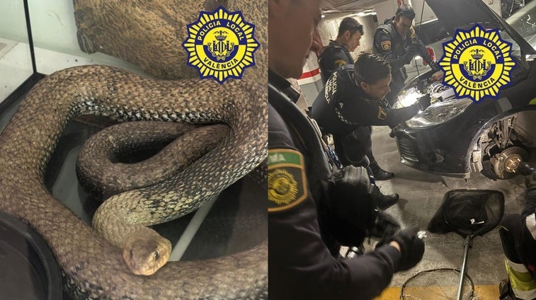Un vecino encuentra una culebra de tres metros en el motor de su coche en Valencia Un vecino encuentra una culebra de tres metros en el motor de su coche en Valencia