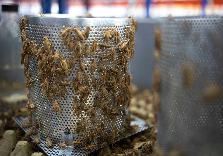 La harina de grillo se cuela en la cocina europea: así nace, crece y se desarrolla La harina de grillo se cuela en la cocina europea: así nace, crece y se desarrolla