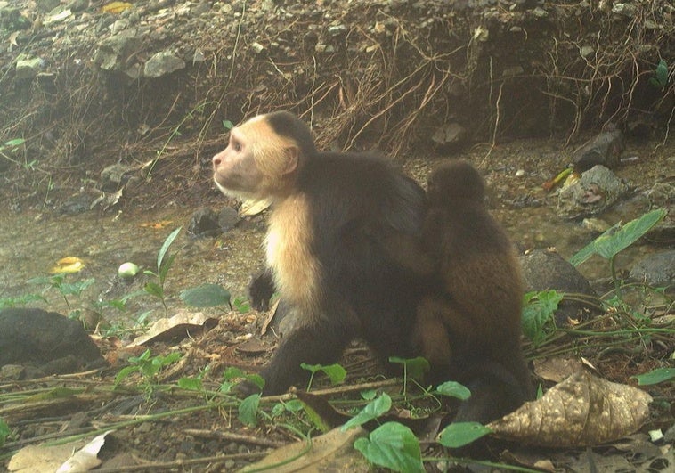 Nueva 'moda' entre los monos: secuestran crías de otros primates Nueva ‘moda’ entre los monos: secuestran crías de otros primates