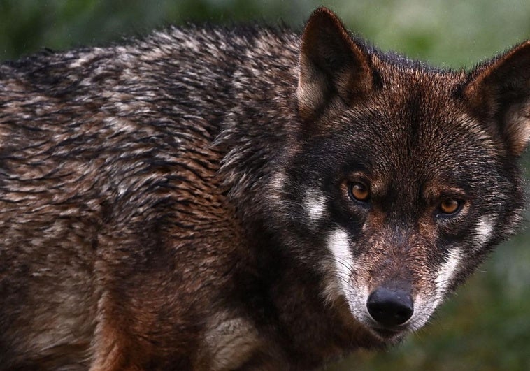La Eurocámara aprueba la rebaja del estatus de protección del lobo La Eurocámara aprueba la rebaja del estatus de protección del lobo