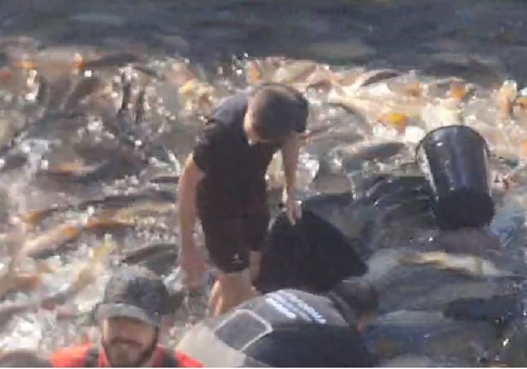 Miles de peces atrapados por el cierre del trasvase entre Entrepeñas y Buendía Miles de peces atrapados por el cierre del trasvase entre Entrepeñas y Buendía
