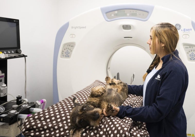 De operar al pez a una eco de corazón al gato: «Hace 15 años sería impensable» De operar al pez a una eco de corazón al gato: «Hace 15 años sería impensable»