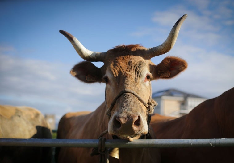 Un rayo mata a 27 de las 30 vacas de una explotación ganadera en Rodeiro (Pontevedra) Un rayo mata a 27 de las 30 vacas de una explotación ganadera en Rodeiro (Pontevedra)