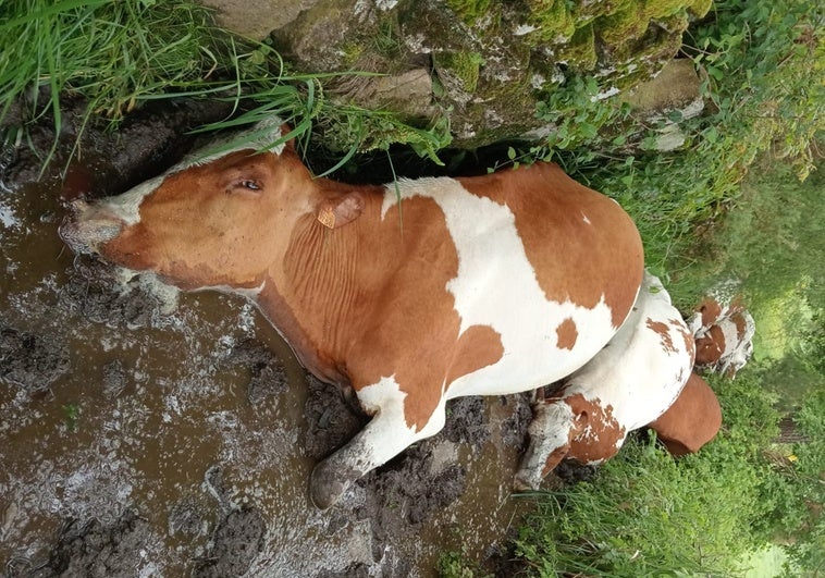 Un rayo mata a 27 de las 30 vacas de una explotación ganadera en Pontevedra Un rayo mata a 27 de las 30 vacas de una explotación ganadera en Pontevedra
