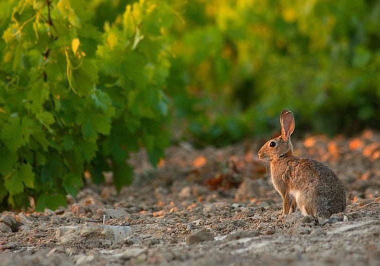La plaga de conejos que ya afecta a 800.000 hectáreas de cultivo expone al campo a pérdidas millonarias La plaga de conejos que ya afecta a 800.000 hectáreas de cultivo expone al campo a pérdidas millonarias