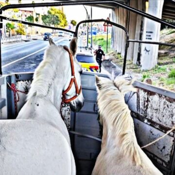 Detenido un fugado de la justicia en Castilleja de la Cuesta cuando viajaba en un vehículo que transportaba caballos