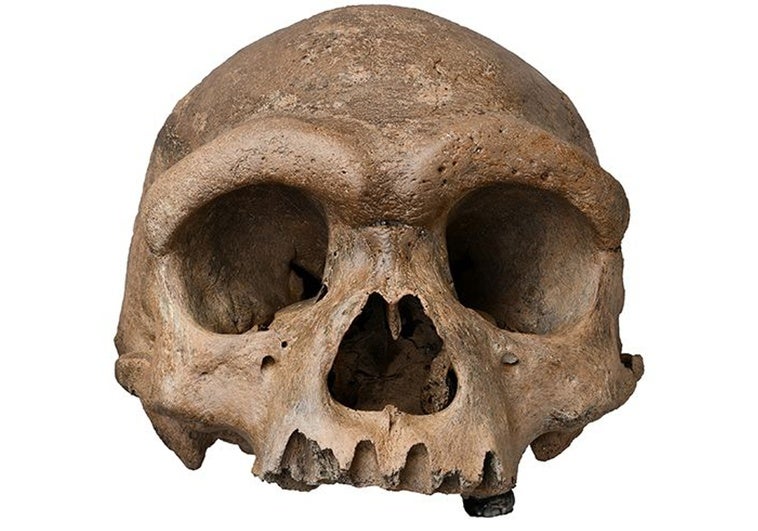 El enigmático hombre dragón chino no es una nueva especie: es un denisovano y por fin conocemos su aspecto El enigmático hombre dragón chino no es una nueva especie: es un denisovano y por fin conocemos su aspecto