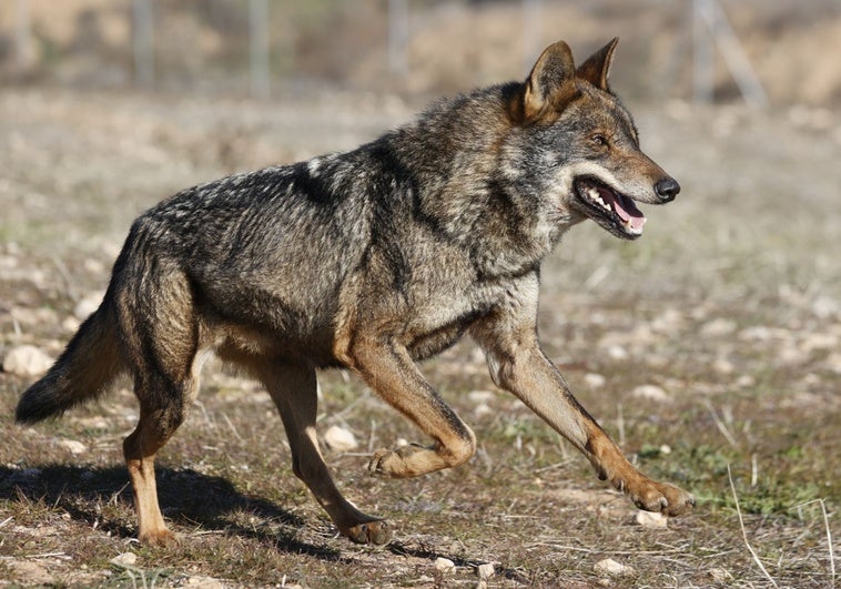 El nuevo censo del lobo contabiliza un aumento de 36 manadas, pero el Gobierno insiste en que su situación es «desfavorable» El nuevo censo del lobo contabiliza un aumento de 36 manadas, pero el Gobierno insiste en que su situación es «desfavorable»