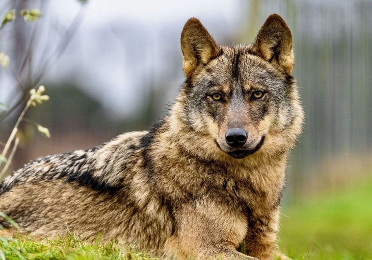 El Gobierno afirma que España tiene «menos lobos que linces» El Gobierno afirma que España tiene «menos lobos que linces»