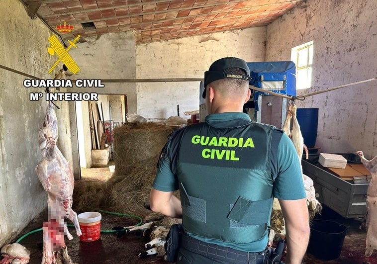 Desmantelan tres mataderos ilegales en Burgos: al aire, sin control sanitario ni licencias Desmantelan tres mataderos ilegales en Burgos: al aire, sin control sanitario ni licencias
