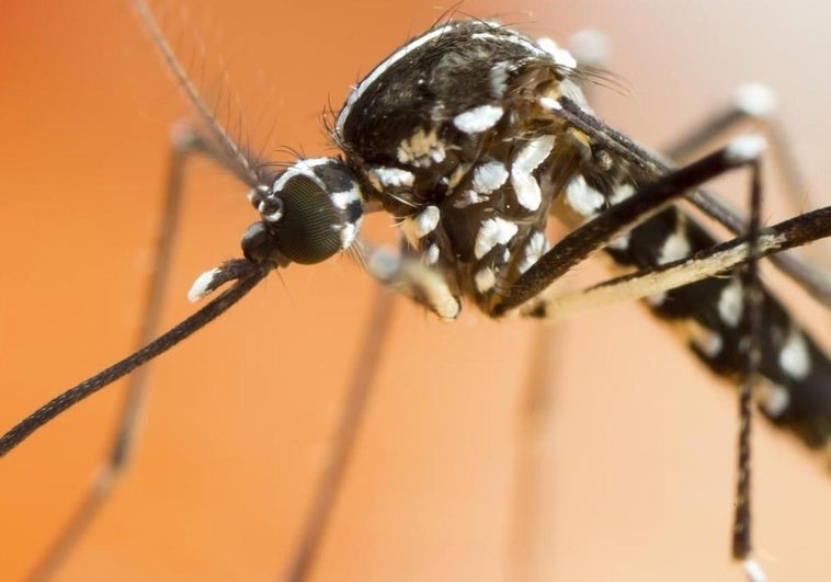 Sanidad refuerza este verano la vigilancia del mosquito tigre con inteligencia artificial Sanidad refuerza este verano la vigilancia del mosquito tigre con inteligencia artificial