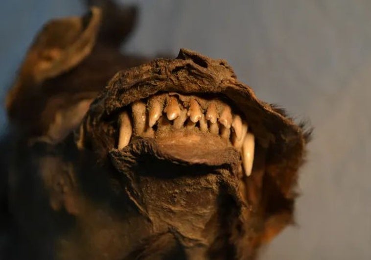 No eran mascotas: los cachorros momificados de Tumat, dos lobas hermanas que murieron hace 14.000 años No eran mascotas: los cachorros momificados de Tumat, dos lobas hermanas que murieron hace 14.000 años