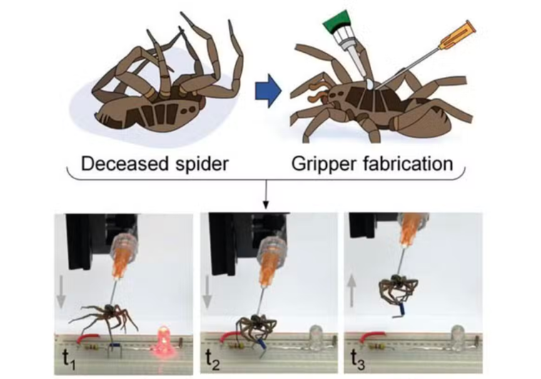 Las aplicaciones crecientes de los 'necrobotics', convertir cadáveres de arañas muertas en robots biohíbridos Las aplicaciones crecientes de los ‘necrobotics’, convertir cadáveres de arañas muertas en robots biohíbridos