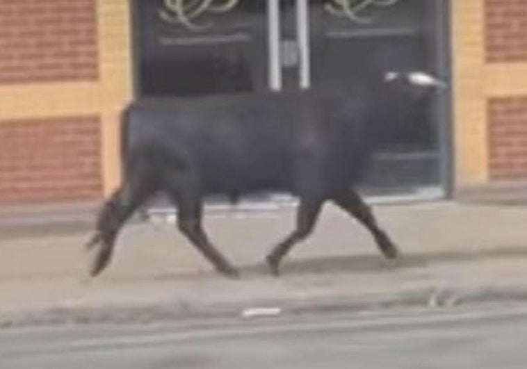 Un toro de lidia causa revuelo en las calles de Birmingham y despierta el asombro de los vecinos Un toro de lidia causa revuelo en las calles de Birmingham y despierta el asombro de los vecinos