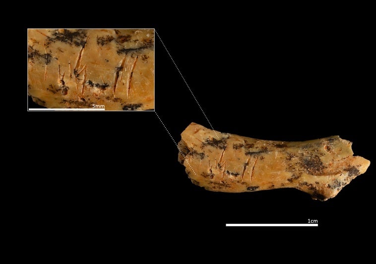 Hallan en Atapuerca nuevos restos canibalizados de Homo antecessor, entre ellos un niño de 3 años al que le cortaron la cabeza Hallan en Atapuerca nuevos restos canibalizados de Homo antecessor, entre ellos un niño de 3 años al que le cortaron la cabeza
