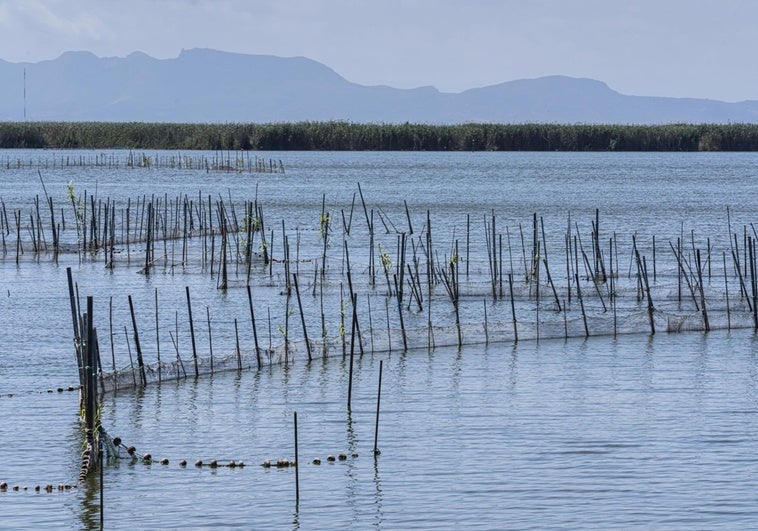 La elevada temperatura del agua de la Albufera de Valencia obliga a abrir sus compuertas de día La elevada temperatura del agua de la Albufera de Valencia obliga a abrir sus compuertas de día
